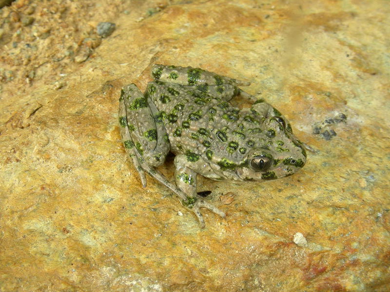 Pelodytes punctatus e Hyla meridionalis